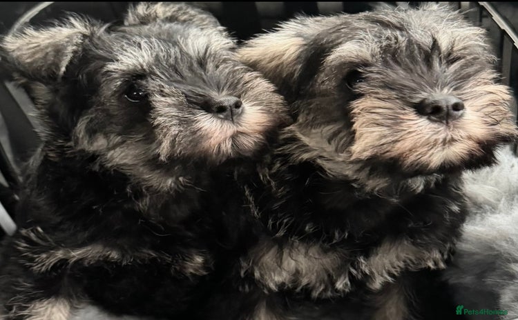 Miniature Schnauzer dogs - Advert 3