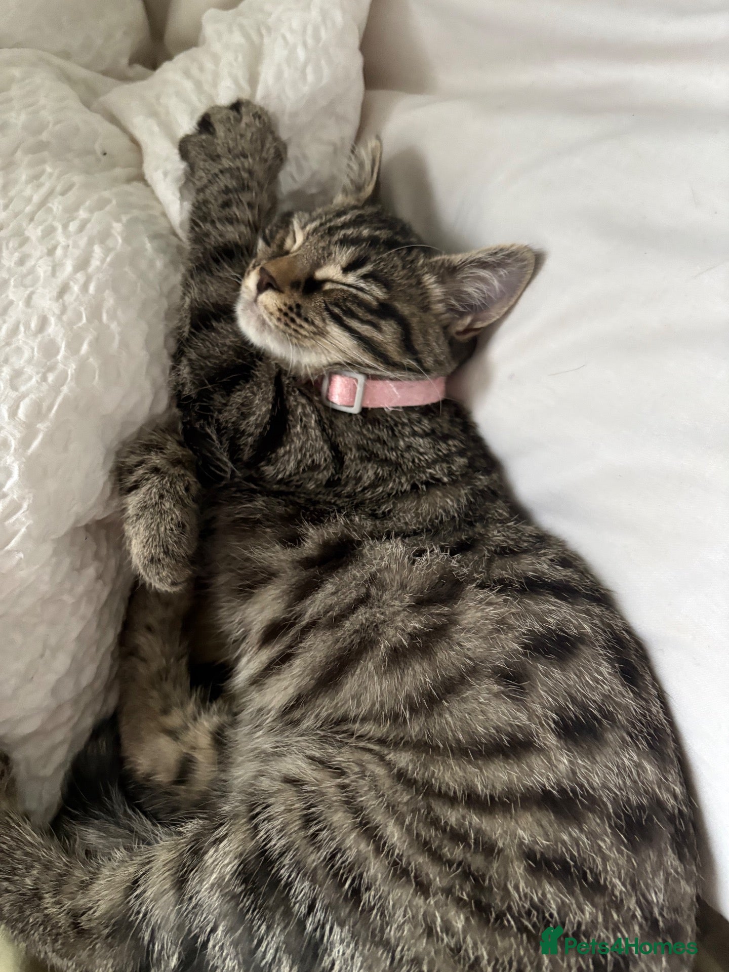 Mixed Breed cats for sale: 3 beautiful kittens for sale  - Advert 13
