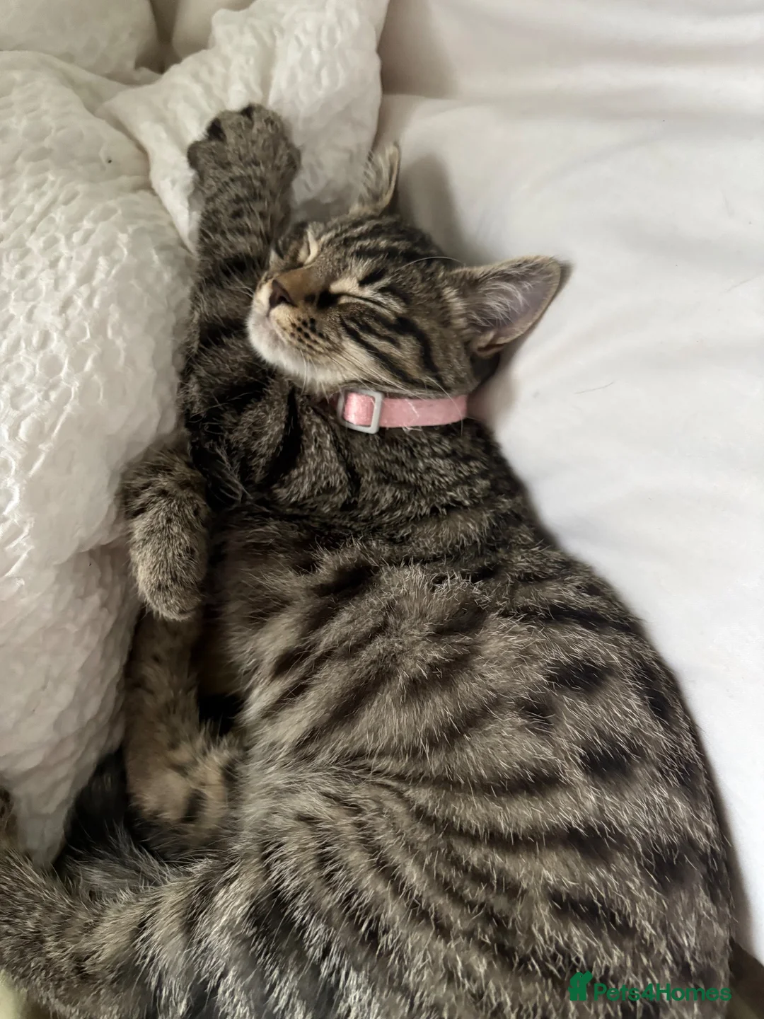 Mixed Breed cats for sale: 3 beautiful kittens for sale  - Advert 1