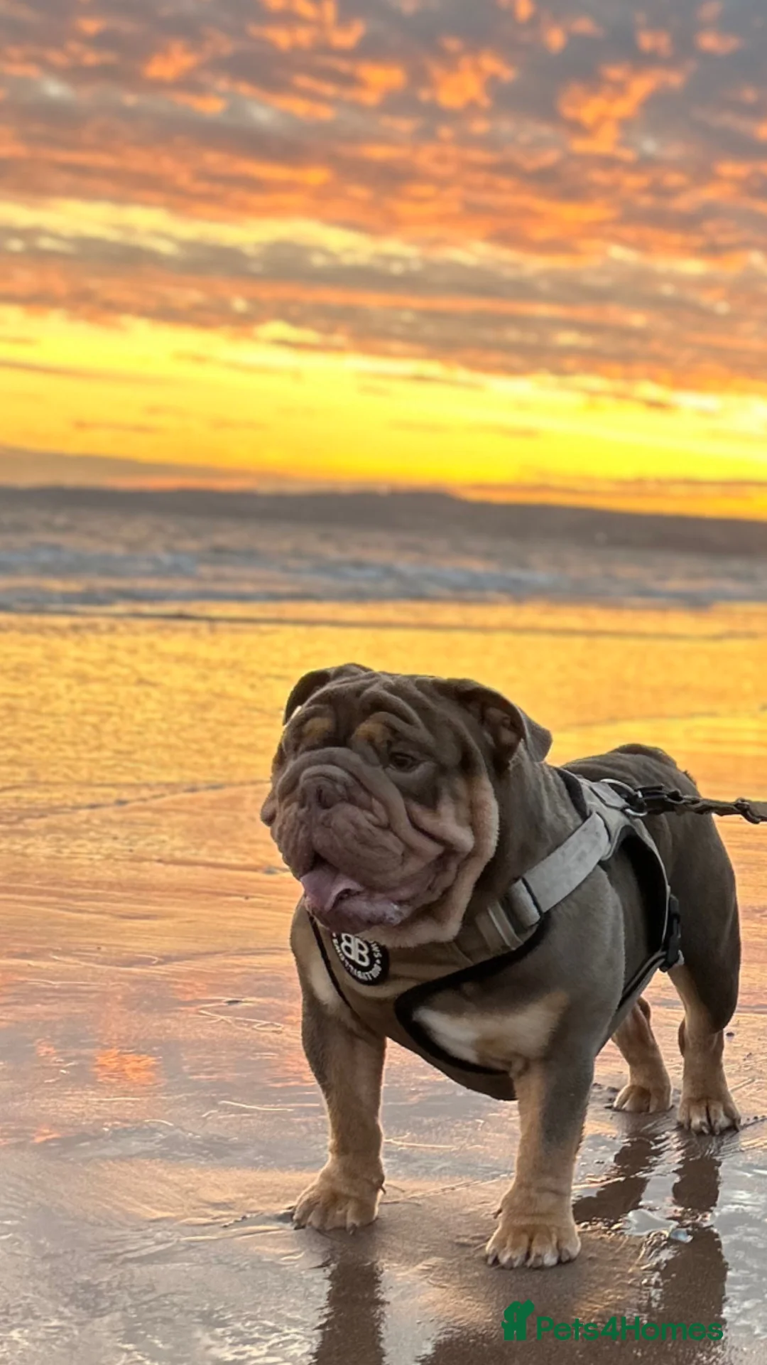 English Bulldog dogs for stud: Sons of king nemesis & epic bully (darling) in Southampton - Advert 3