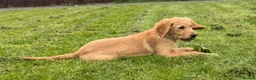 Golden Retriever dogs for sale: Healthy Beautiful GR Puppies - Advert 18