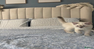 Ragdoll cats - Advert 1