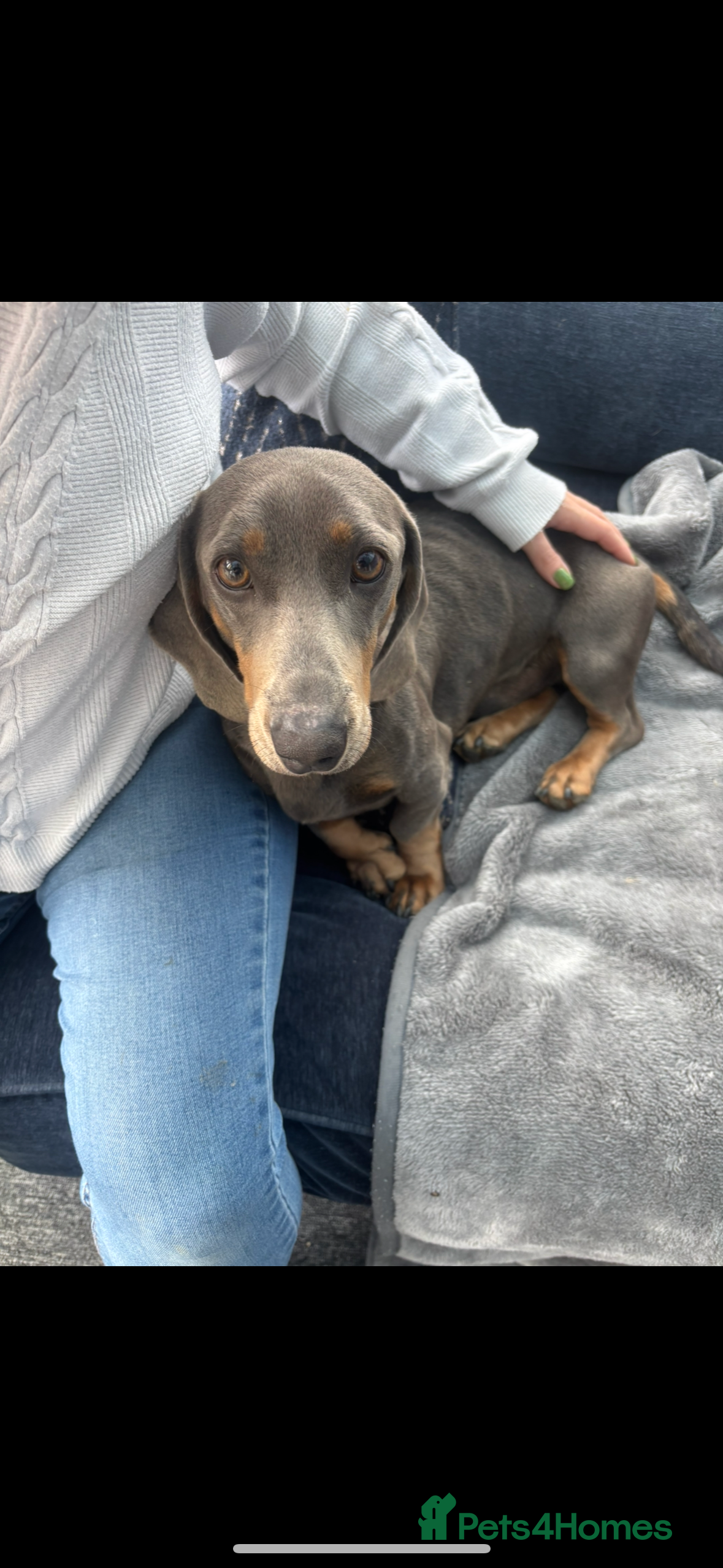 Dachshund dogs Lilac midi dachshund  - Advert 1