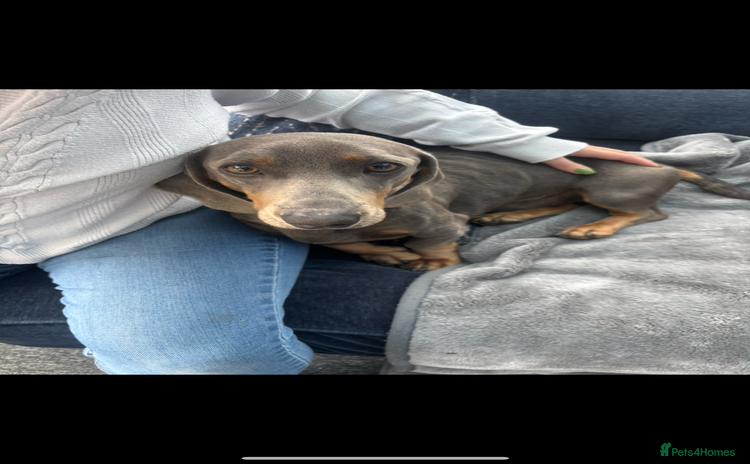 Dachshund dogs Lilac midi dachshund  - Advert 1