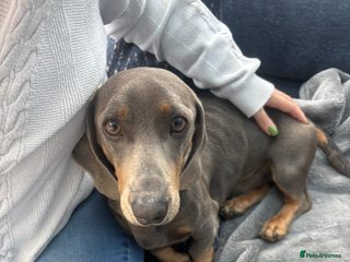 Dachshund dogs Lilac midi dachshund - Advert 1