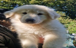 German Shepherd dogs for sale: Gorgeous long coated German Shepherd puppies - Image 1