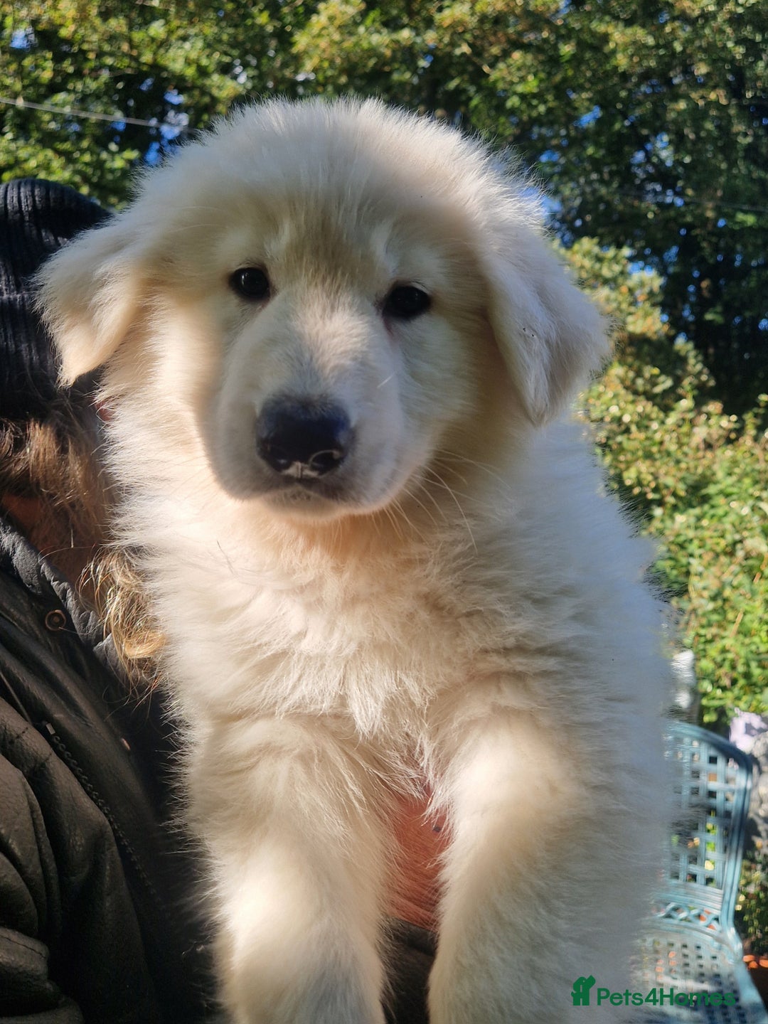 German Shepherd dogs for sale: Gorgeous long coated German Shepherd puppies - Image 1