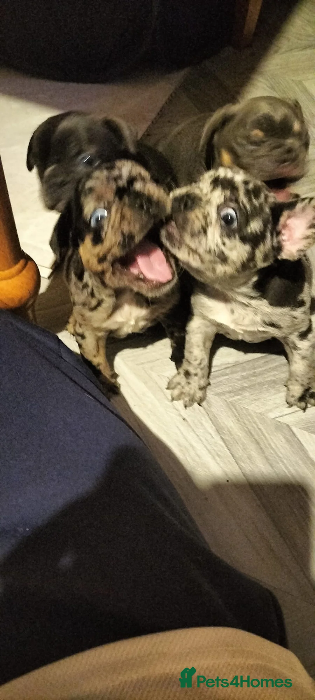 French Bulldog dogs for sale: French bulldog puppies  - Advert 14