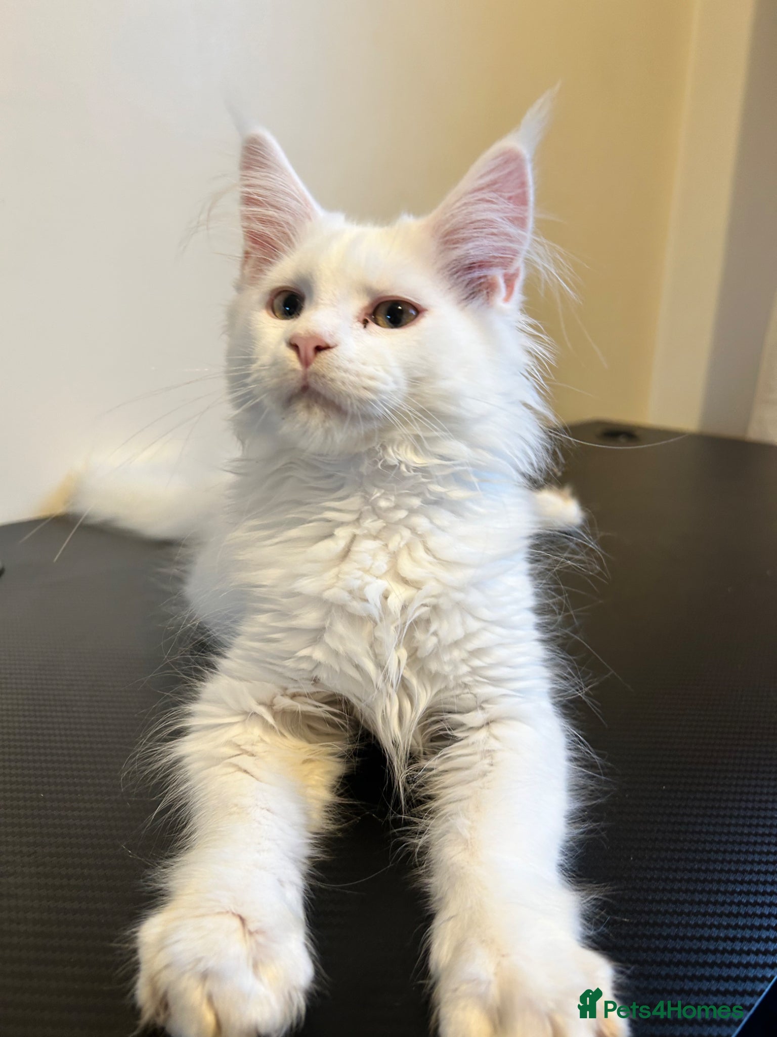 Maine Coon cats Maine coon kittens looking for new homes - Advert 1