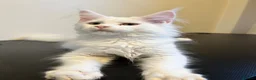 Maine Coon cats for sale: Maine coon kittens looking for new homes - Advert 1