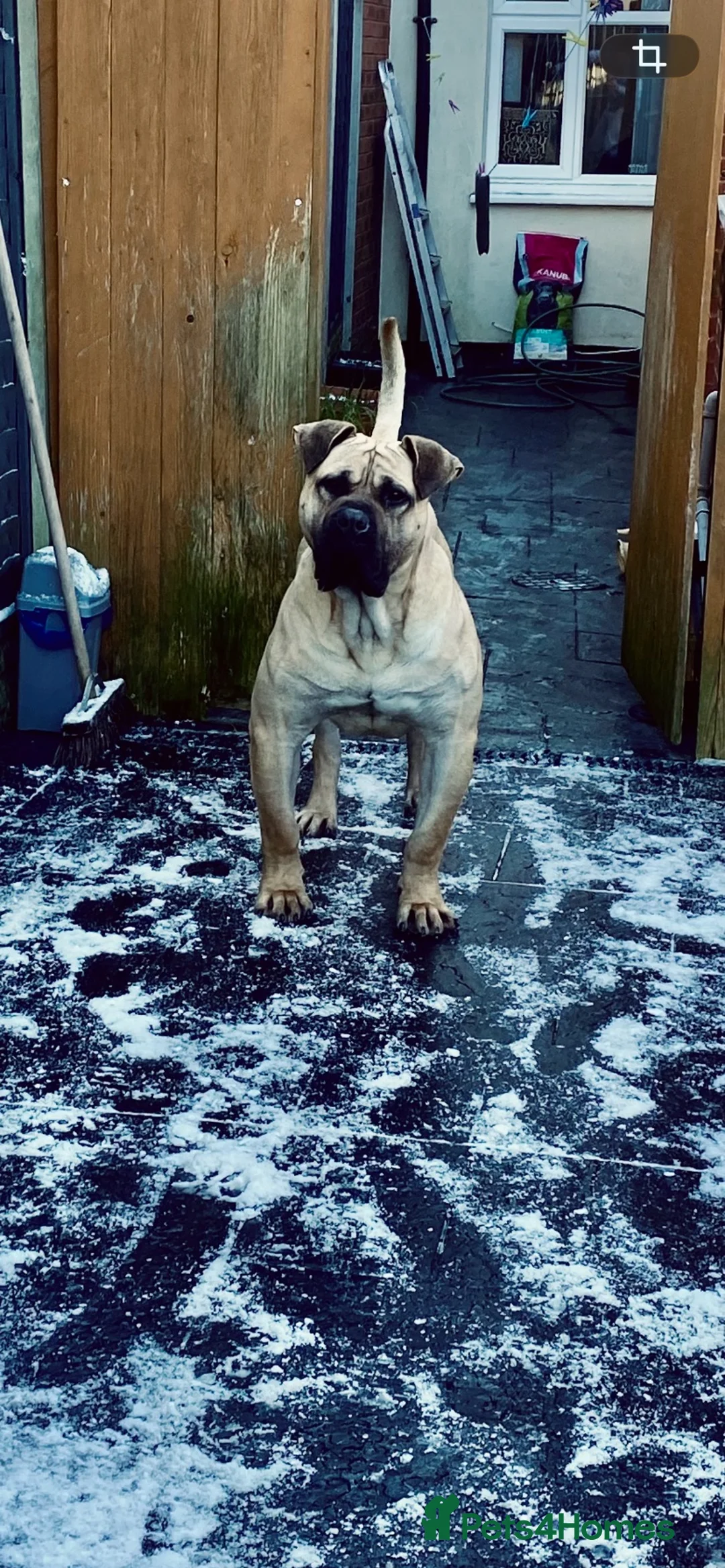 Presa Canario dogs for stud: MALE CANARY MASTIFF BRUCE THE PRESA (THE TANK) in Wolverhampton - Advert 4