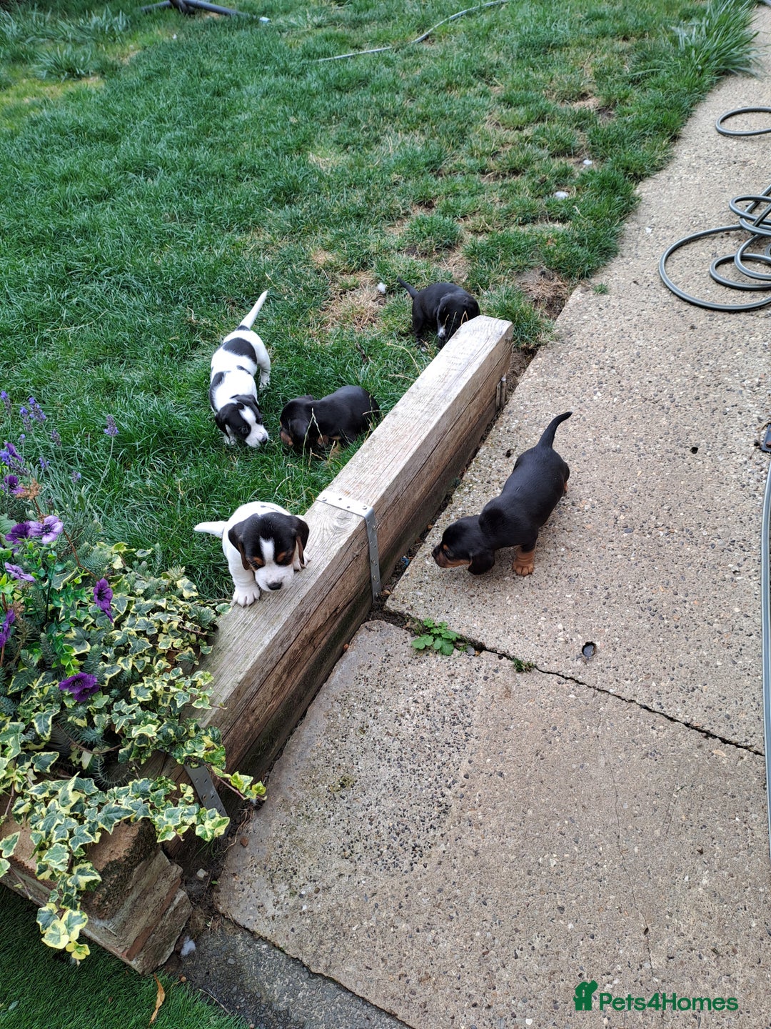 Mixed Breed dogs for sale: Jack Russell and Coker Spaniel  - Image 3