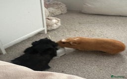 Guinea Pig rodents for sale: looking for a good home! - Image 1