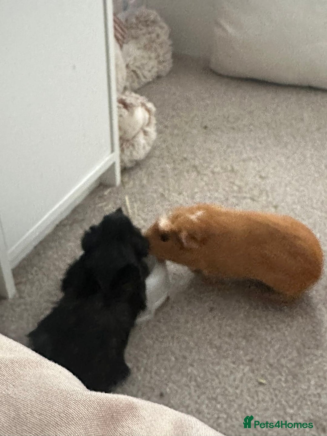 Guinea Pig rodents for sale: looking for a good home! - Image 1