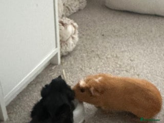 Guinea Pig rodents - Advert 39