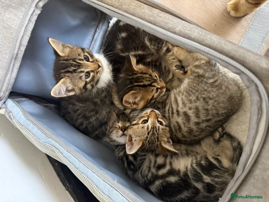Mixed Breed cats for sale: Mixed bengal and tabby kittens. - Advert 9