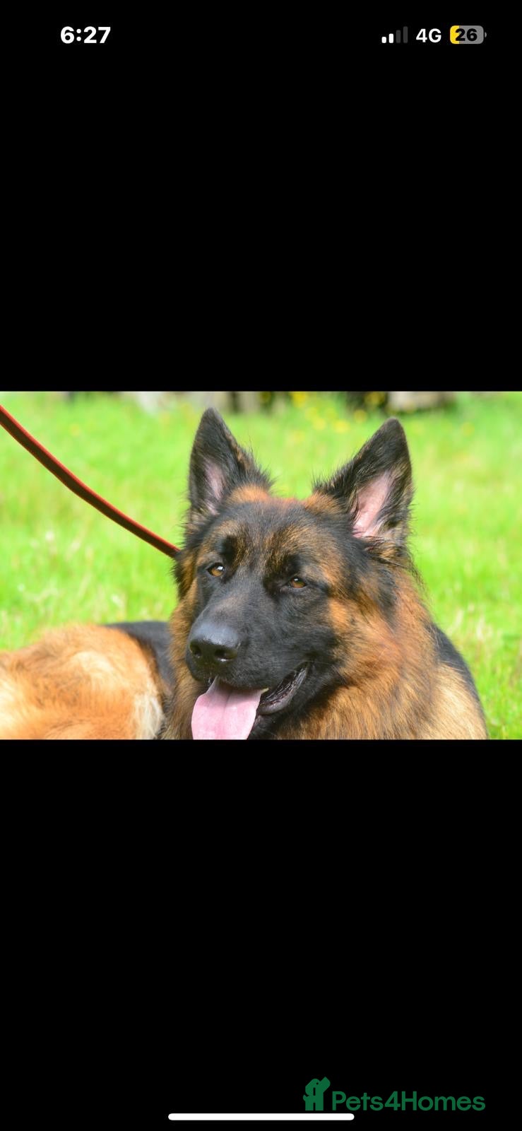German Shepherd dogs GLENCONNER GERMAN SHEPHERDS  - Advert 9