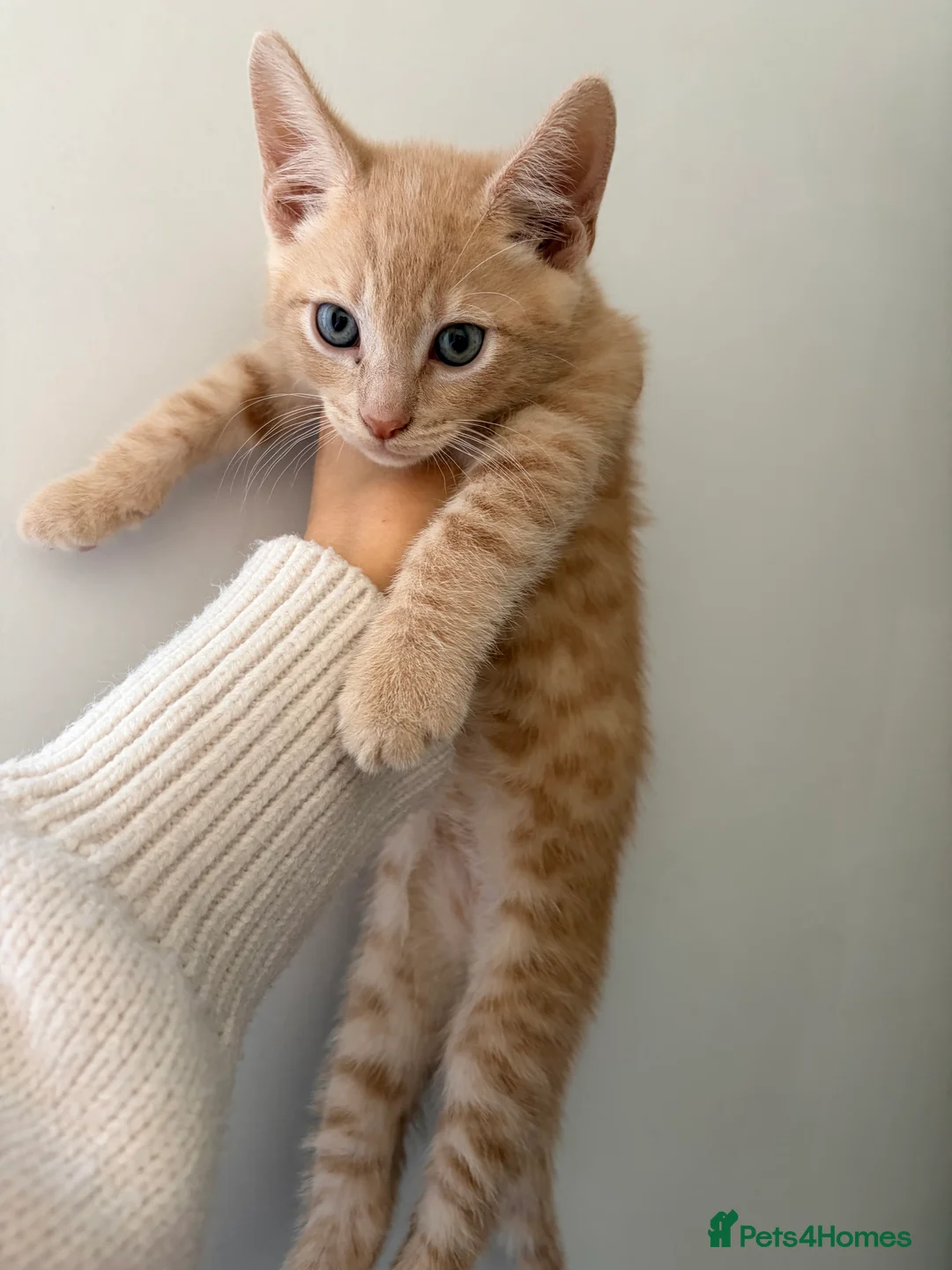 Mixed Breed cats for sale: 🐈Ginger Kitten Looking for a Loving Home! 🧡 - Advert 2