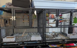 Cockatiels birds for sale: Cockateil and budgie with cage and accessories  - Image 1