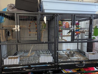 Cockatiels birds for sale: Cockateil and budgie with cage and accessories - Advert 1