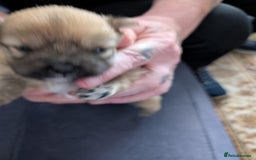 Pomeranian dogs for sale: Beautiful pups - Image 11