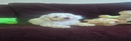 Maltipoo dogs for sale: Beautiful Toy Maltipoo Puppy DNA tested clear - Advert 22