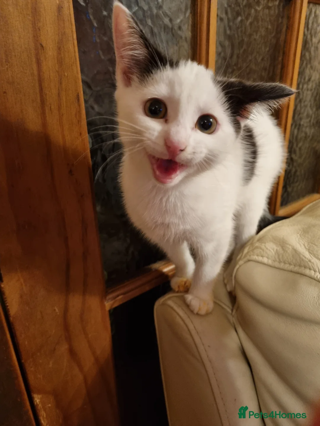 British Shorthair cats for sale: Kitten for sale - Advert 3