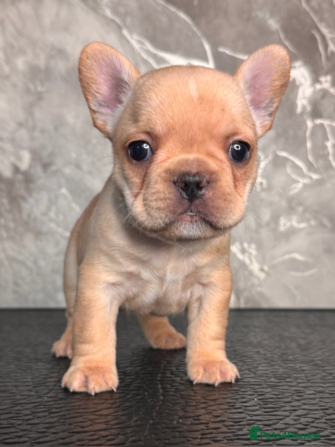 French Bulldog dogs for sale: Champion Sired Fawn / red fawn French bulldogs - Advert 11