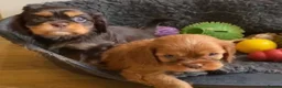 Cavalier King Charles Spaniel dogs for sale: Chocolate Visual CKCS  - Advert 4