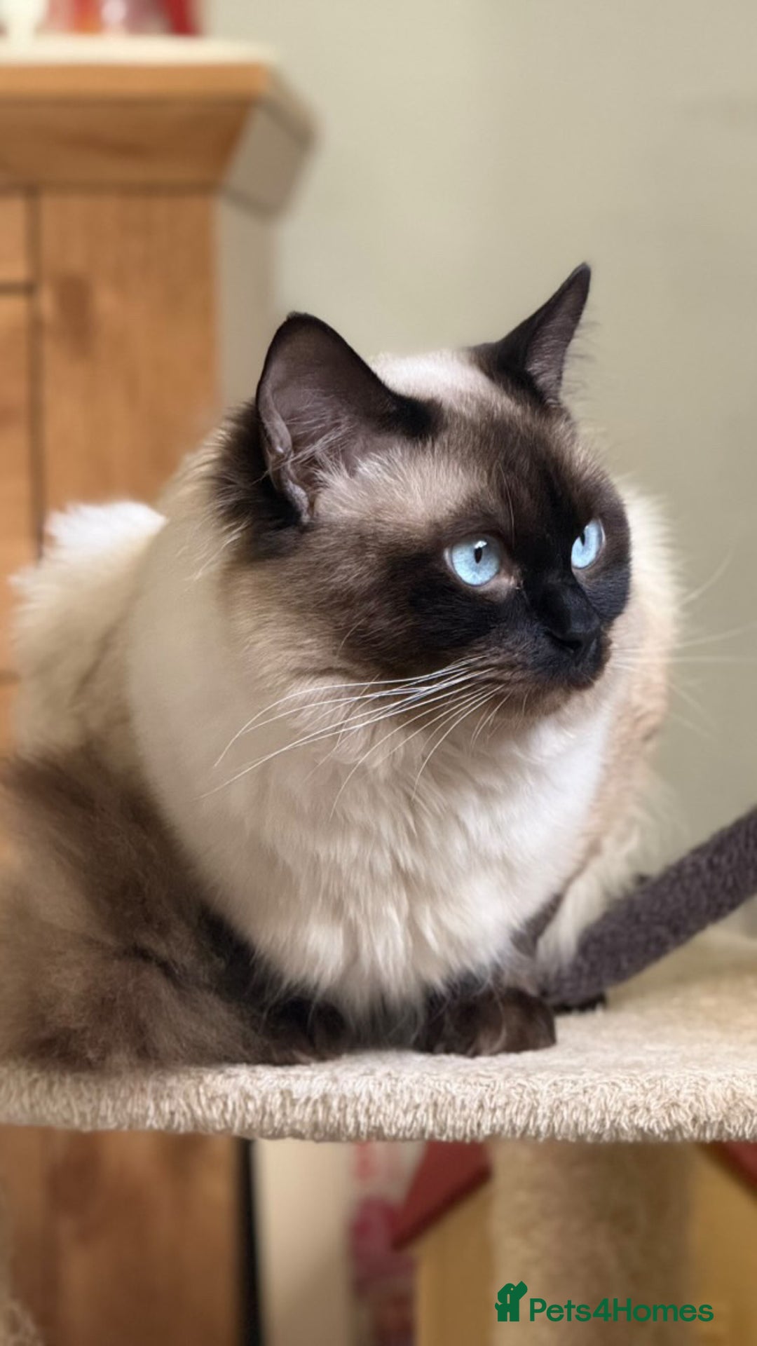 Ragdoll cats for sale: 💙 Seal Point Male - DNA Clear Parents - Image 13