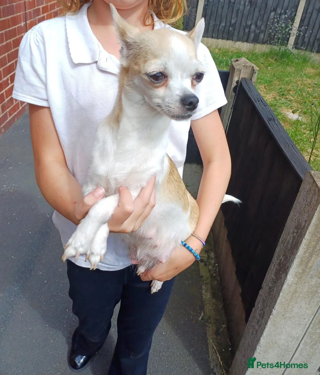 Chihuahua dogs for sale: Chihuahua puppies  - Advert 1