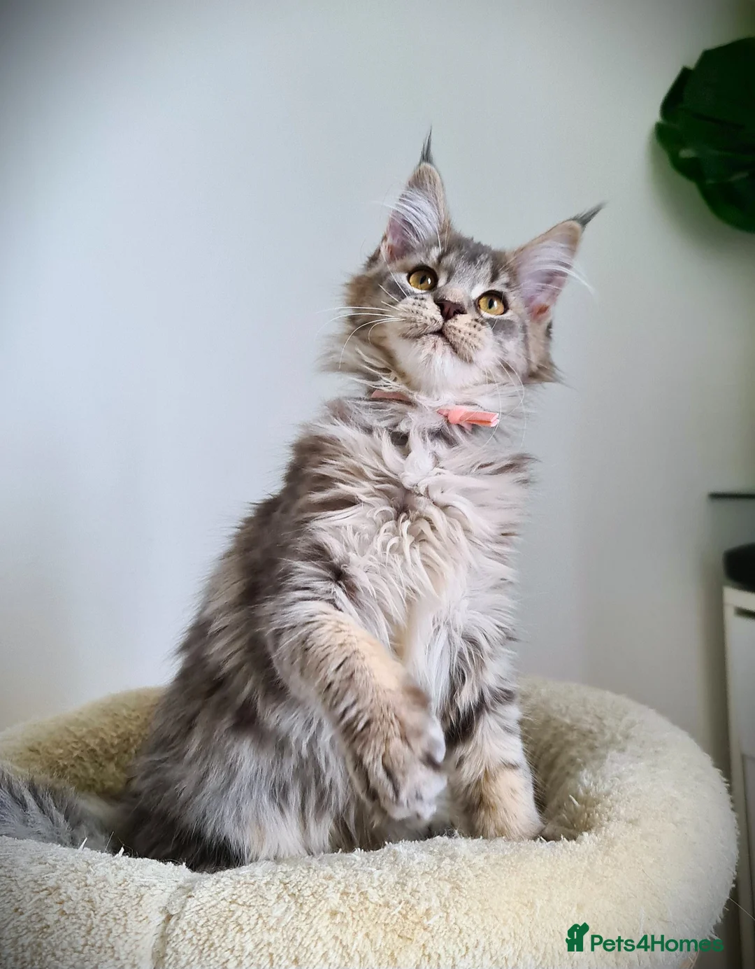 Maine Coon cats for sale: STUNNING 4️⃣ PEDIGREE MAINE COON KITTENS READY ❗❗❗ - Advert 11