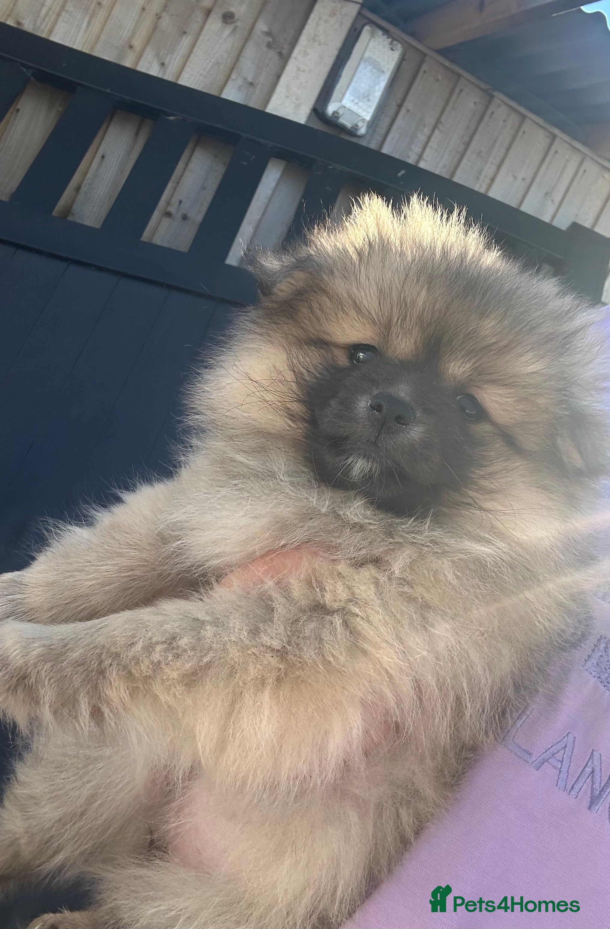 Pomeranian dogs Miniature Pomeranian puppies  - Advert 3
