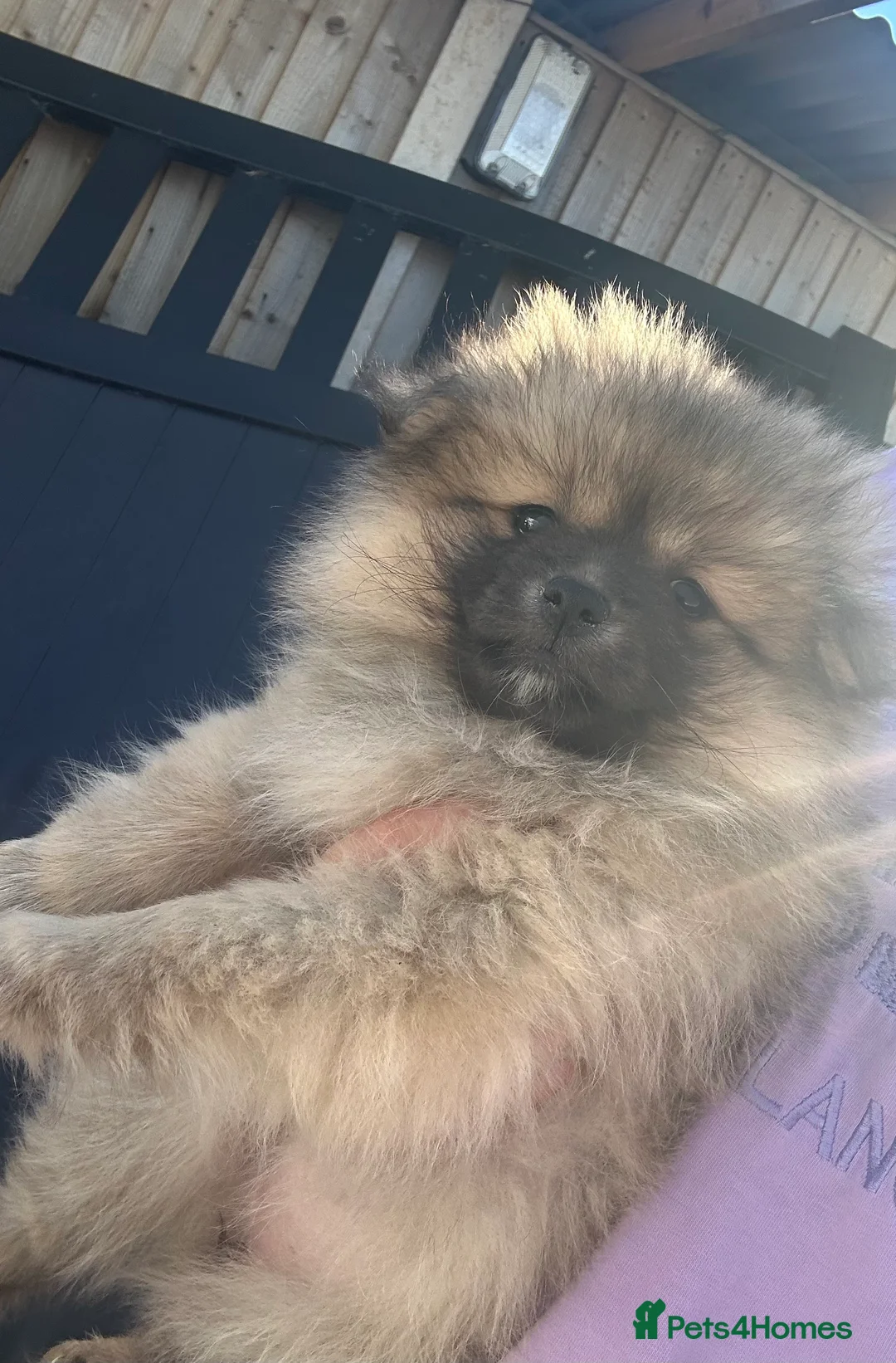Pomeranian dogs for sale: Miniature Pomeranian puppies  in Doncaster - Advert 4