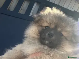 Pomeranian dogs Miniature Pomeranian puppies - Advert 3