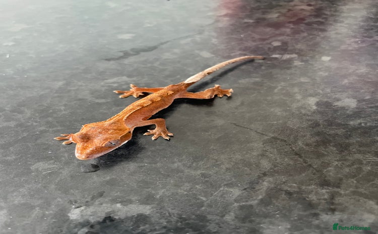 Gecko reptiles - Advert 1