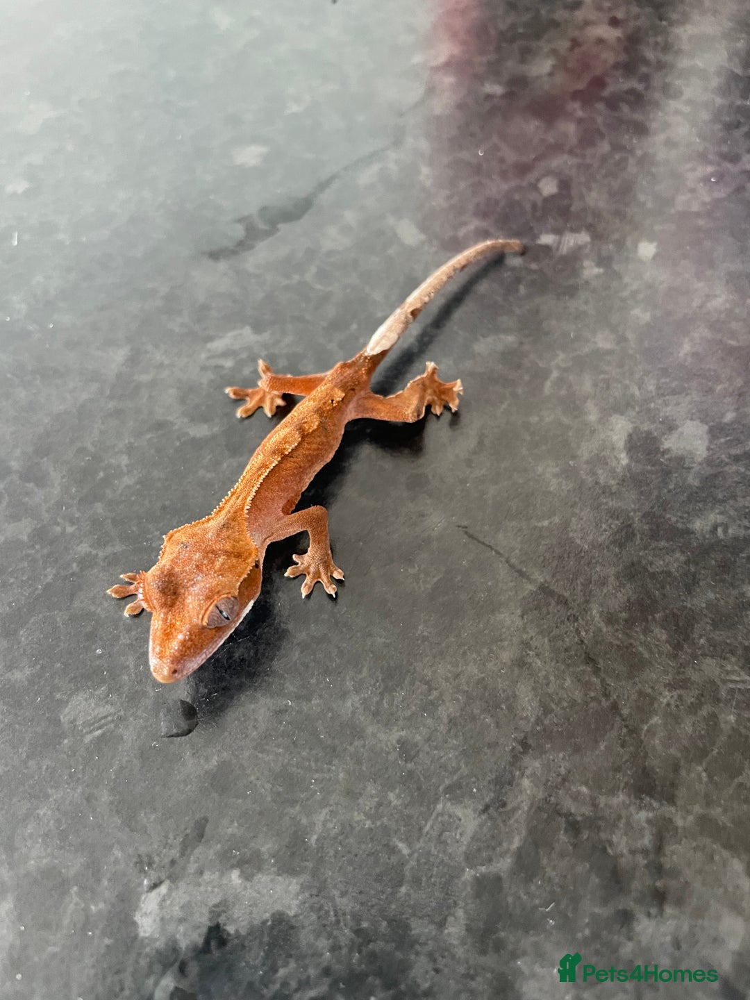 Gecko reptiles for sale: Crested Geckos available  - Image 1