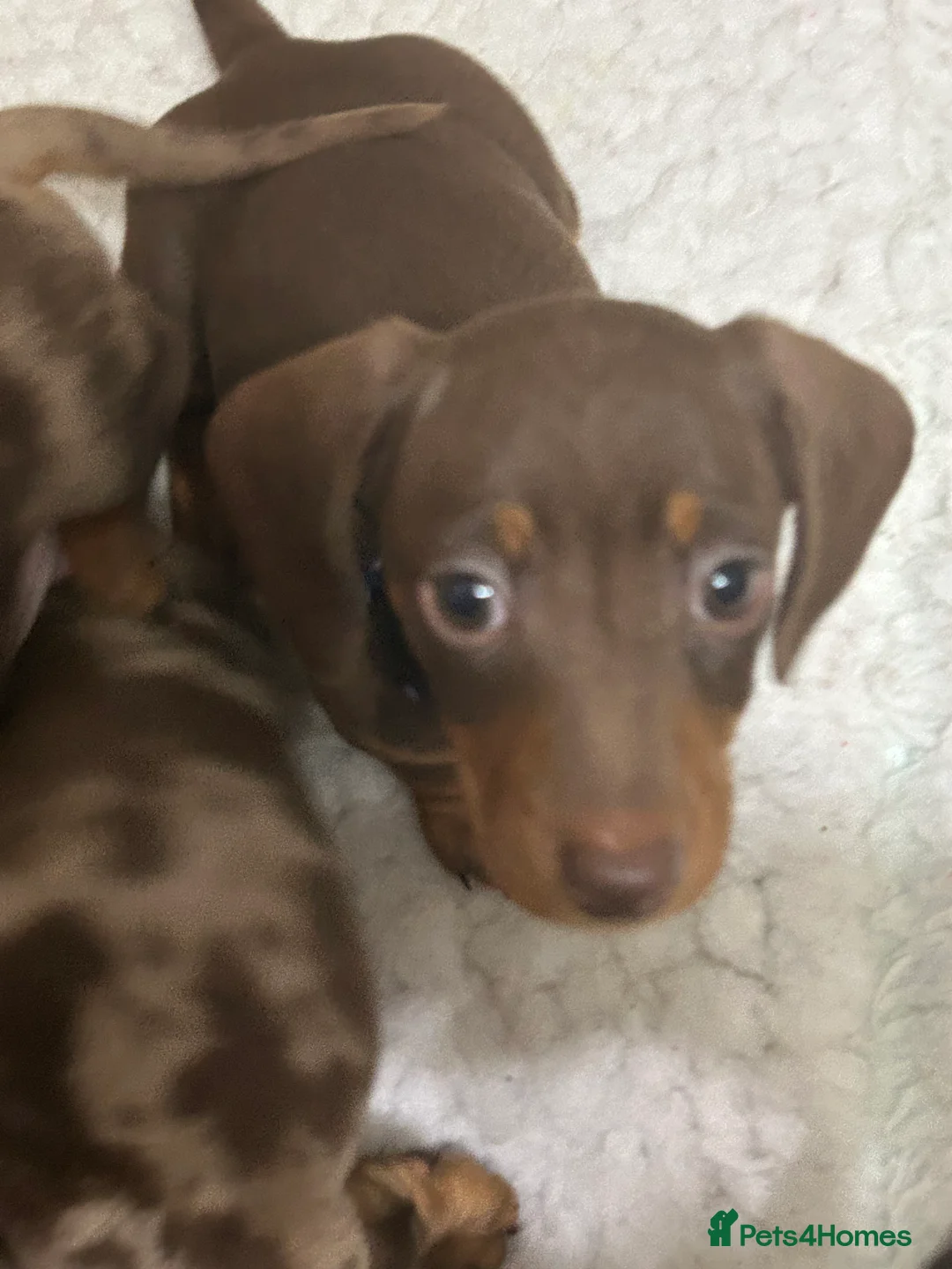 Miniature Dachshund dogs for sale:  Isabella & chocolate & tan Miniature dachshunds  - Advert 9