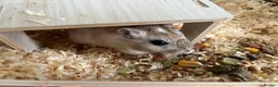 Gerbil rodents for sale: Gerbil looking for rehoming - full setup included  - Advert 3