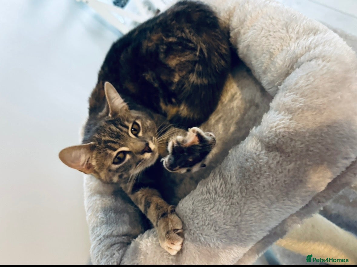 Mixed Breed cats 🐈Ginger Kitten Looking for a Loving Home! 🧡 - Advert 1