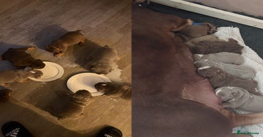 English Bulldog dogs - Advert 7
