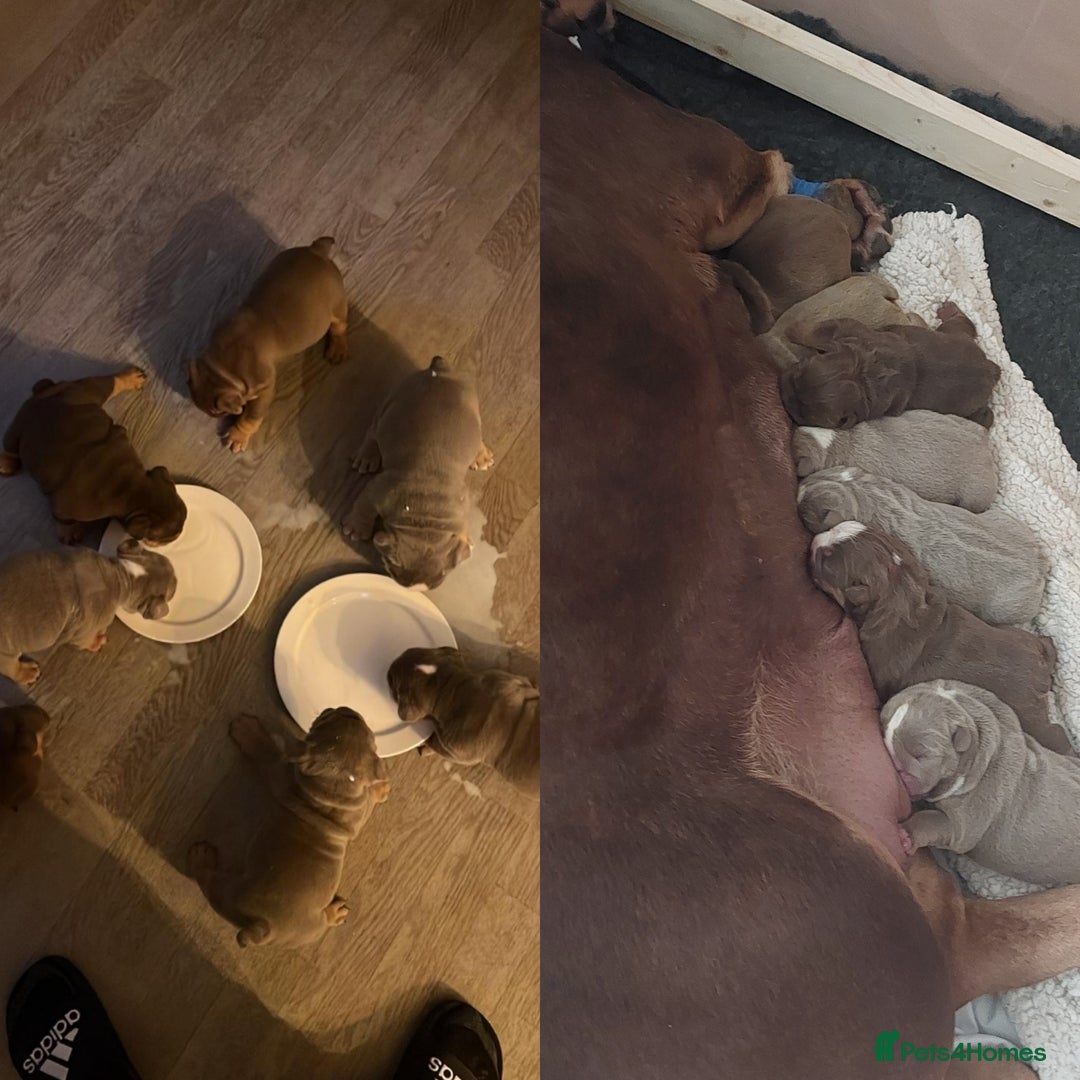 English Bulldog dogs for sale: Stunning bulldogs  - Image 2