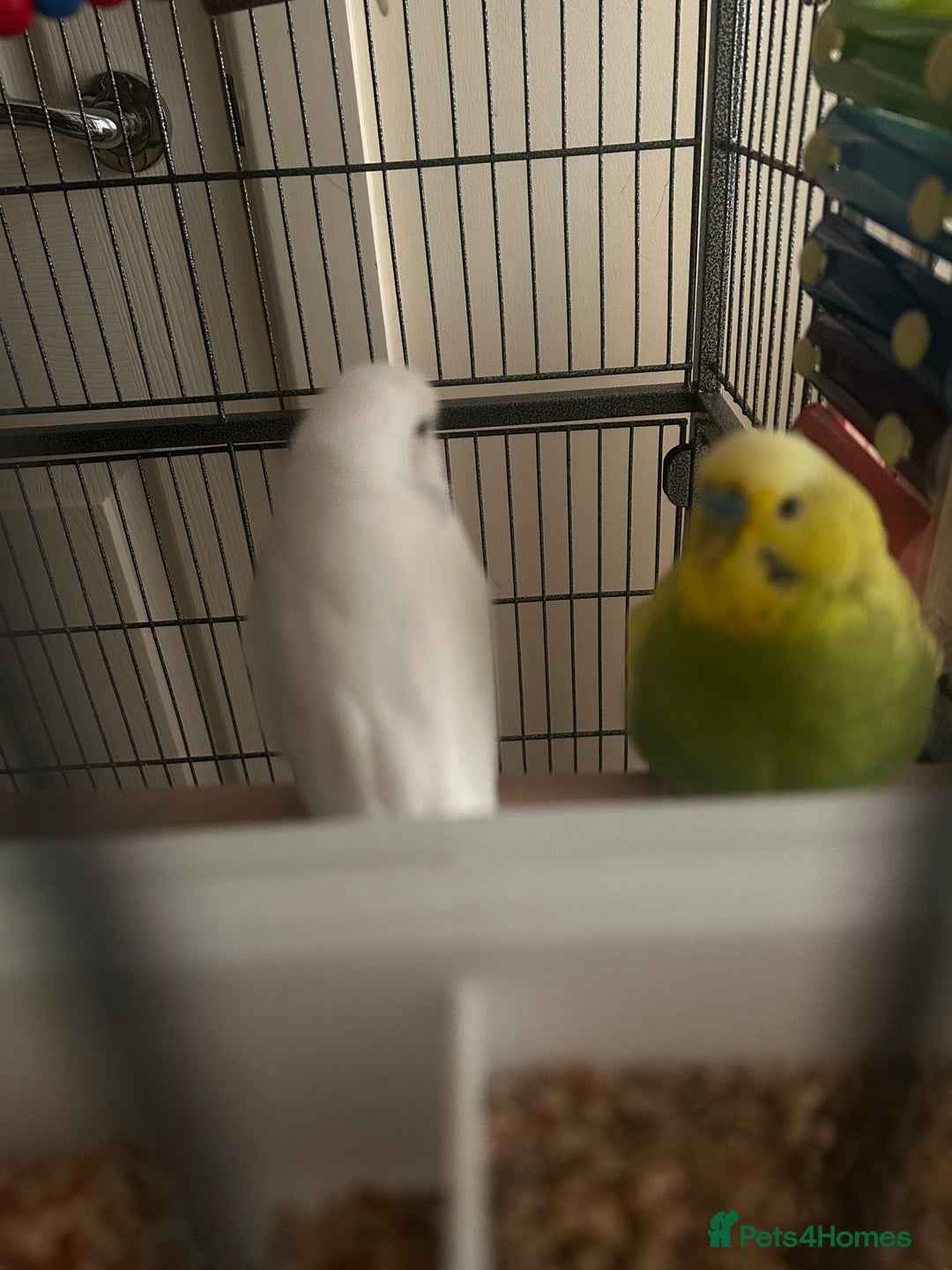 Budgerigars birds for sale: Budgies and set up  - Image 2