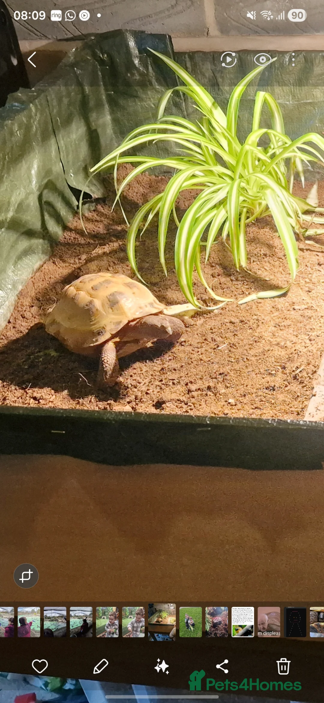 Tortoise reptiles for sale: Horsefield tortoise - Advert 3