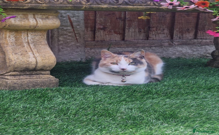 Mixed Breed cats - Advert 1