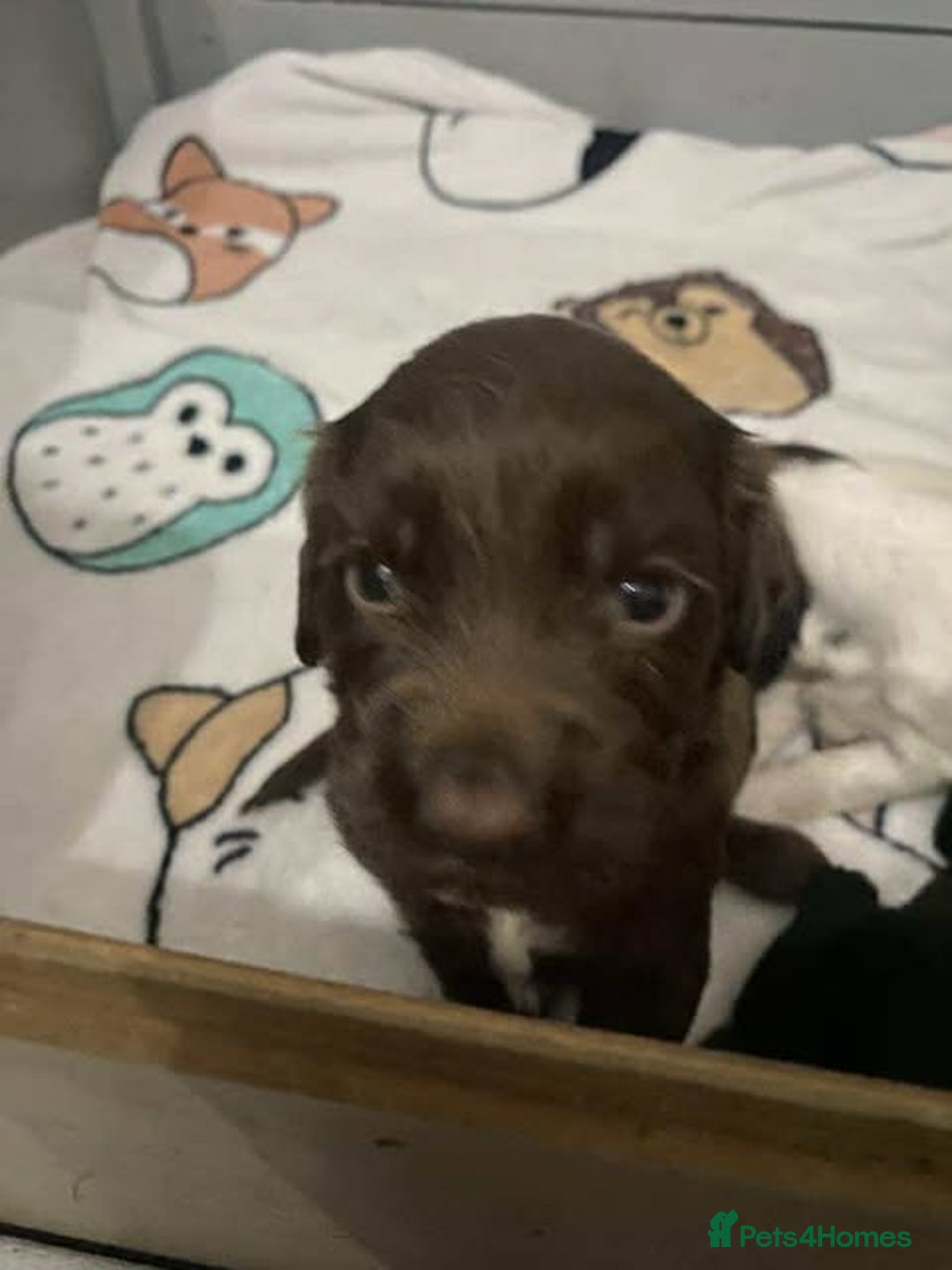 Sprocker dogs for sale: Beautiful Sprocker Puppies Ready 30th December - Advert 26