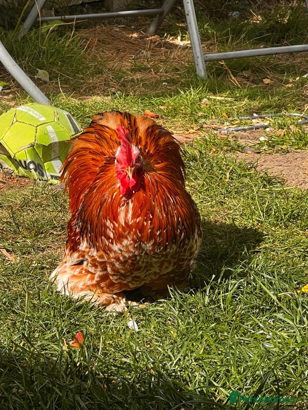 Chickens poultry for sale: FREE: Pekin milifluer bantam cockerel  in Hornchurch - Advert 2