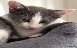 Oriental cats for sale: Ready now! Beautiful oriental mix kittens  - Image 12