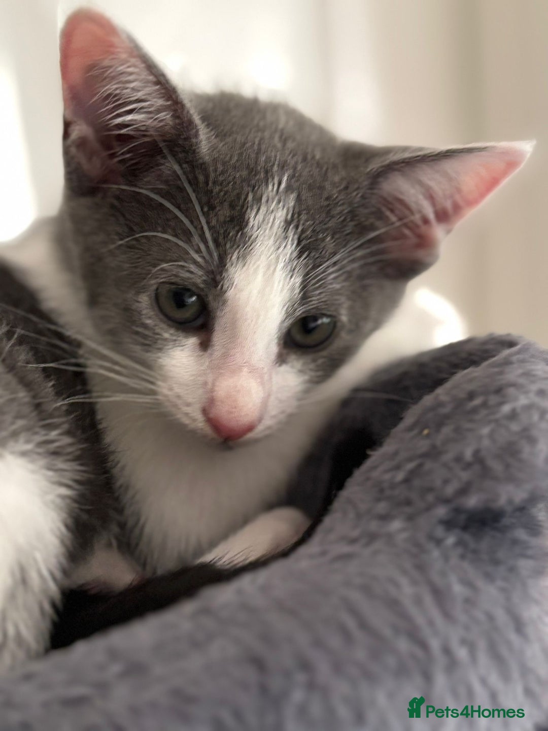 Oriental cats for sale: Ready now! Beautiful oriental mix kittens  - Image 12