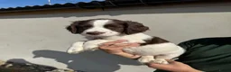 English Springer Spaniel dogs for sale: Springer Spaniel Puppy in Okehampton - Advert 1